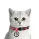 Ошейники для кошек