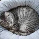 Лежанки для кошек