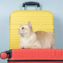 Путешествие с кошкой