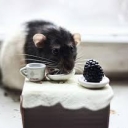 Витамины и минералы для грызунов