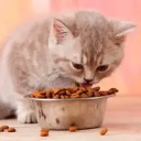 Сухой корм для котов