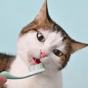 Уход за зубами кошки