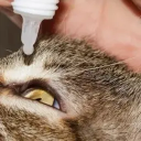 Уход за глазами кошки