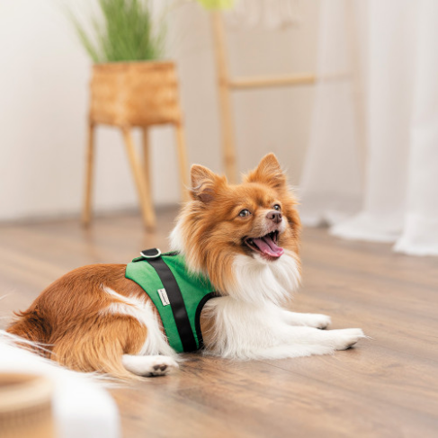 Шлея Ross ТМ Pet Fashion для собак XS2 зелена - фото 4 Шлея Ross ТМ Pet Fashion для собак XS2 зелена - фото 4