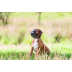 Намордник Trixie Muzzle Flex для собак, силіконовий, L-XL (чорний) - фото 4