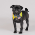 Комірець Pet Fashion &laquo;Bright&raquo; для собак, розмір XS-XS2, жовтий - фото 2