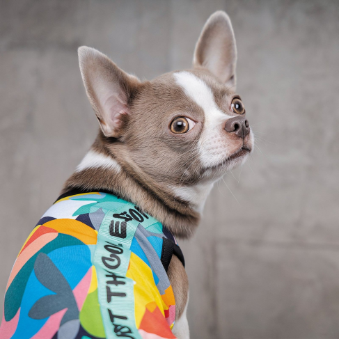 Борцівка Pet Fashion &laquo;Cool&raquo; для собак, розмір S, з принтом - фото 4