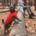 Жилет Pet Fashion &laquo;E.Vest&raquo; для собак, размер M, красный - фото 4