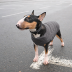 Жилет Pet Fashion &laquo;E.Vest&raquo; для собак, размер SM, серый - фото 4