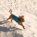 Жилет Pet Fashion &laquo;E.Vest&raquo; для собак, размер S, морская волна - фото 4