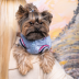 Бомбер Pet Fashion &laquo;Spike&raquo; для собак, размер XS, голубой - фото 4