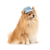 Панама Pet Fashion для собак Blue XS з квітковим принтом - фото 2