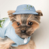 Панама Pet Fashion для собак Blue XS з квітковим принтом - фото 4