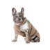 Жилет Pet Fashion Chip для собак такса XS - фото 3