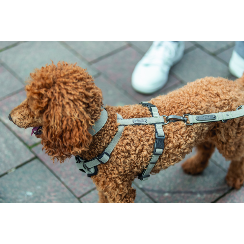 Шлея Trixie CityStyle H-harness для собак хлопок L&ndash;XL 75&ndash;120 см 25 мм светло-серый - фото 2