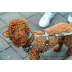 Шлея Trixie CityStyle H-harness для собак хлопок L&ndash;XL 75&ndash;120 см 25 мм светло-серый - фото 2