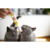 Паста для кошек GimCat DUO PASTE Multi-vitamin 12 vitamins with cheese 12 витаминов и сыр, 50 г - фото 4