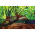 Растение Exo Terra Jungle Vine для террариума Лоза S - фото 4