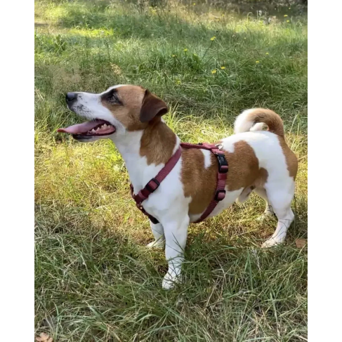 Анатомічна шлейка для собак Wolters Professional XL 65-100 см / 25 мм Бордовий - фото 5