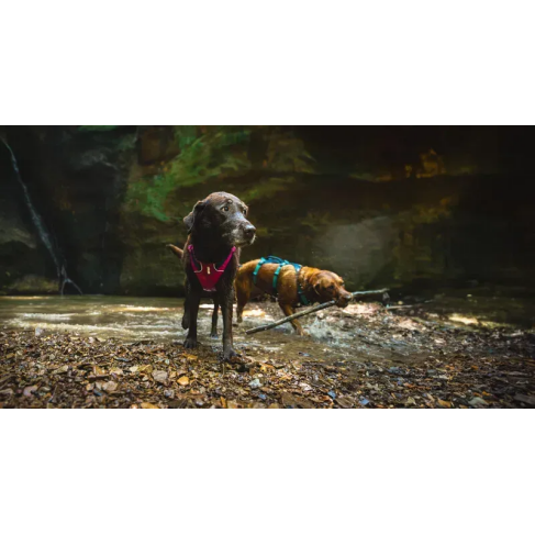 Легка шлейка для собак Ruffwear Flagline&trade; XS 43-56 см Малиновий - фото 16