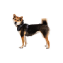 Повседневная шлейка для собак Ruffwear Front Range&reg; XXS 33-43 см Серый - фото 5