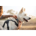 Повсякденна шлейка для собак Ruffwear Front Range&reg; L/XL 81-107 см Сірий - фото 9