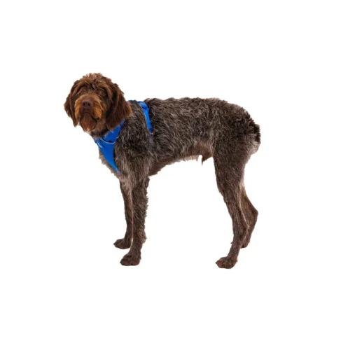 Повсякденна шлейка для собак Ruffwear Front Range&reg; L/XL 81-107 см Синій - фото 5