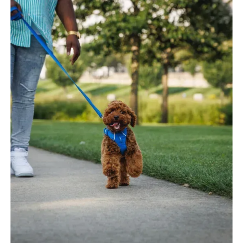 Повсякденна шлейка для собак Ruffwear Front Range&reg; L/XL 81-107 см Синій - фото 10