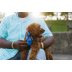Повсякденна шлейка для собак Ruffwear Front Range&reg; L/XL 81-107 см Синій - фото 9