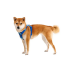 Повсякденна шлейка для собак Ruffwear Front Range&reg; L/XL 81-107 см Синьо-блакитний - фото 7