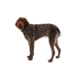 Повсякденна шлейка для собак Ruffwear Front Range&reg; L/XL 81-107 см Сіро-коричневий - фото 5