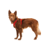 Повседневная шлейка для собак Ruffwear Front Range&reg; S 56-69 см Красный - фото 6