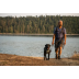 Повседневная шлейка для собак Ruffwear Front Range&reg; S 56-69 см Зеленый - фото 12