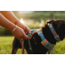 Повсякденна шлейка для собак Ruffwear Front Range XXS 33-43 см Бірюзово-оранжевий - фото 10