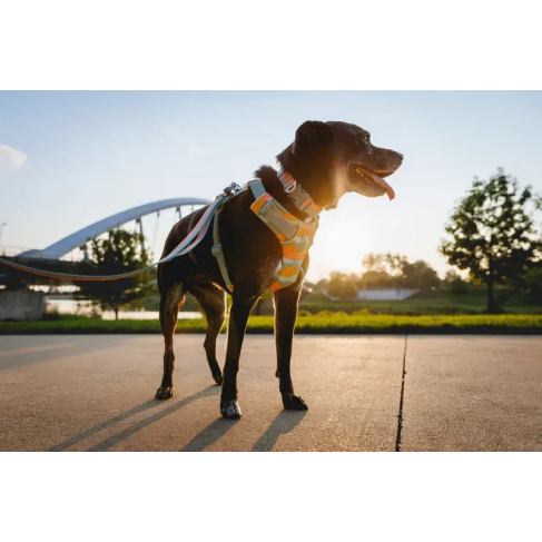 Повсякденна шлейка для собак Ruffwear Front Range S 56-69 см Бірюзово-оранжевий - фото 13