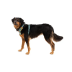 Повсякденна шлейка для собак Ruffwear Front Range S 56-69 см Бірюзово-оранжевий - фото 5