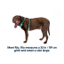 Облегченная шлейка для собак Ruffwear Hi &amp; Light&trade; M 69-81 см Зеленый - фото 3