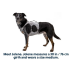 Охолоджувальна шлейка для собак Ruffwear Swamp Cooler™ XXS 33-43 см Сірий - фото 2 Охолоджувальна шлейка для собак Ruffwear Swamp Cooler™ XXS 33-43 см Сірий - фото 2